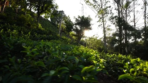 Camera moves through the tea plantation. Dolly Shot Stock Footage 76775847
