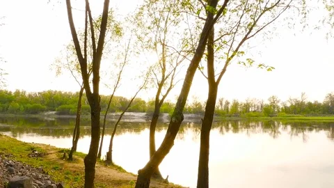 The camera moves through the trees against the background of the river Stock Footage 76757350