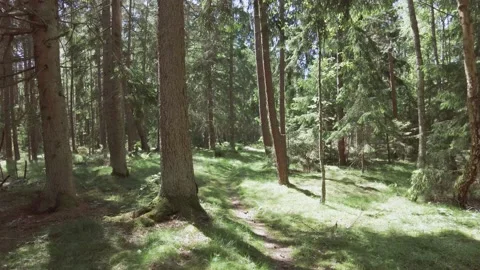 The camera moves through trees in a pine forest on a sunny summer day. No people Stock Footage 163433322