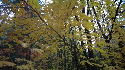 Camera moves through vibrant fall colored maple leaves in dense forest Video stock 166126261