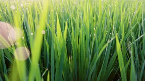 Camera moves through wet green grass with water drops. Green rice shoots with Video stock 261652512