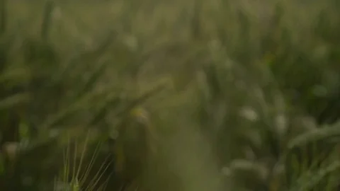 Camera moves through wheat and then shows the working wind farm. Handheld shot Vidéo 76988818