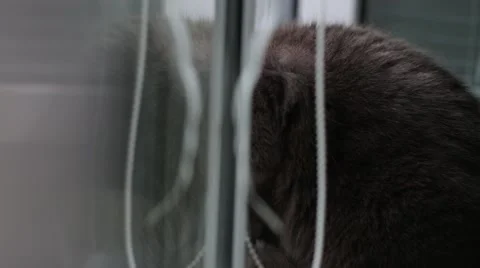 Camera moves through the window at the Russian blue cat Video stock 41636800