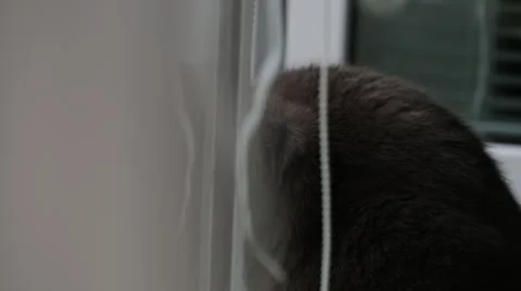 Camera moves through the window at the Russian blue cat Video stock 41636804