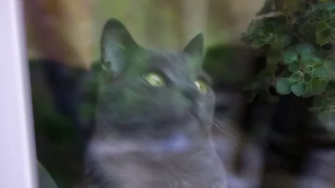 Camera moves through the window at the Russian blue cat Stock Footage 76370546