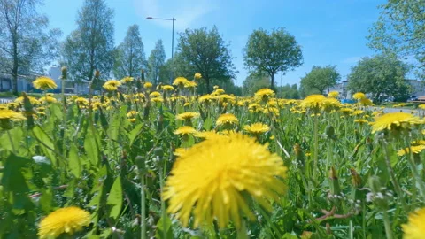 Camera moves through yellow blooming dandelions, low angle video at city Stock Footage 194859450