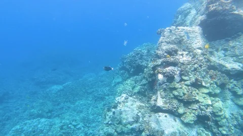 Camera moves toward large coral reef, Big Island Hawaii 4K Stock Footage 98365073