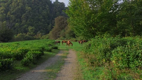 The camera moves towards the herd of horses. Horses graze in a meadow near a Stock Footage 115030637