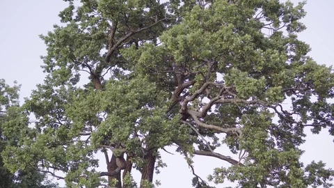 Camera moves towards the large beautiful tree Stock Footage 85373612