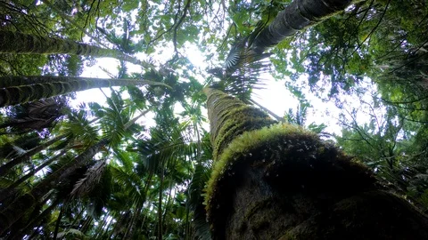 Camera moves up trunk of massive tree in the jungle, Hawaii Big Island 4K Stock Footage 98427653