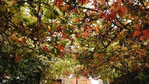 The camera moves under the grape canopy. Wild blue berries. Stock Footage 96259528