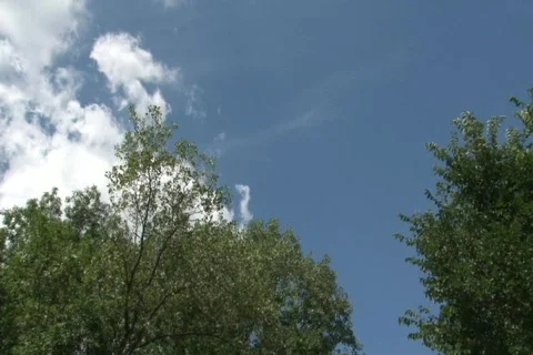 Camera moves under the trees 動画素材 783049