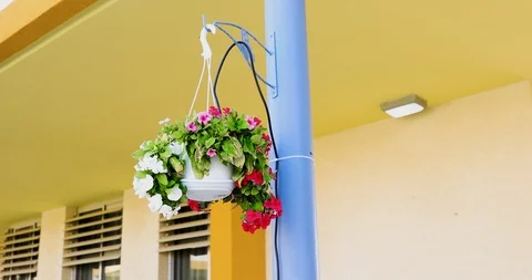 Camera moves under the white pot with periwinkle flowers Stock-Footage 116618361