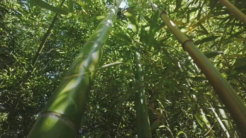 Camera moves upward along bamboo trunks of bamboos in dense thickets in sunny Stock Footage 335905347