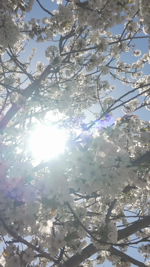 Camera moves upward to crown between branches in white flower inflorescences on Stock Footage 314771381