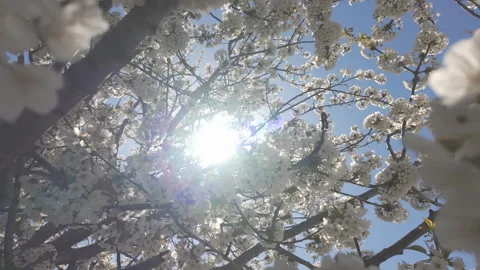 Camera moves upward to crown between branches in white flower inflorescences on Stock Footage 331942975