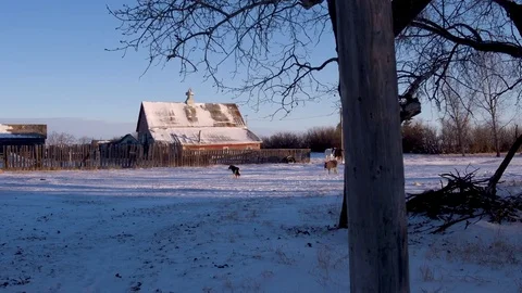 The camera moves to wards a farm covered in snow. We see a donkey, a lama, Vidéo 84775020