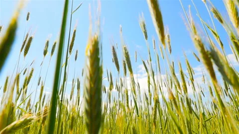 The camera moves on the wheat. Beautiful blue sky. Rural area Stock Footage 90661799