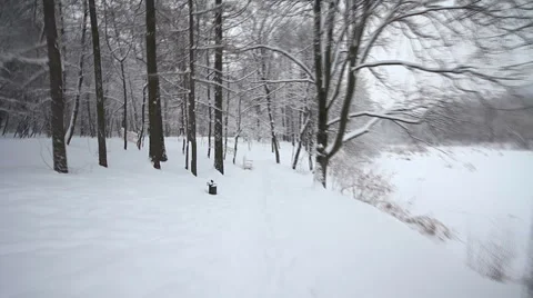 Camera moves in the winter woods Stock Footage 1002223