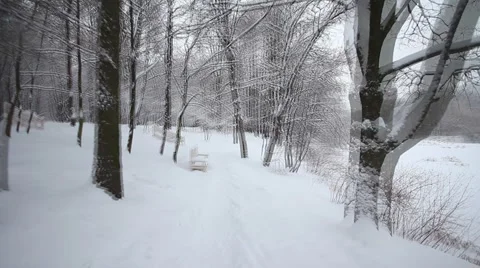 Camera moves in the winter woods Stock Footage 1002225