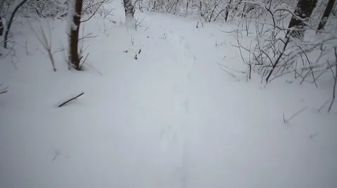 Camera moves in the winter woods Stock Footage 1002227