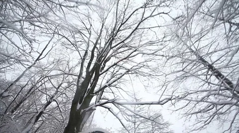 Camera moves in the winter woods Stock Footage 1002228