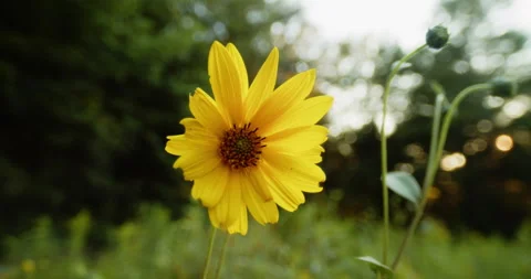 Camera moves in on a yellow flower at dusk Stock Footage 159239076