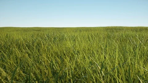 Camera moving on a 3d grass field in a bright day looping Vídeo Stock 117471927