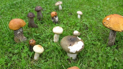 Camera moving above group of mushrooms on the grass 库存影片 159753952