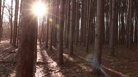 Camera moving across pine forest left to right Stock Footage 48908879