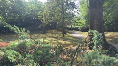 Camera moving across some woodland to stop at a concrete path on a sunny day Stock Footage 338002565