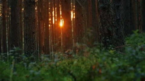 Camera moving across summer pine forest. Sunset light creating beautiful lens Stock Footage 66516038