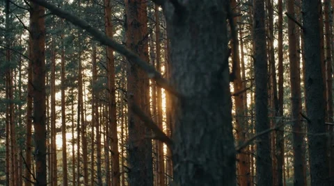 Camera moving across summer pine forest. Sunset light creating beautiful lens Stock Footage 66516076