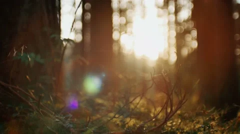 Camera moving across summer pine forest. Sunset light creating beautiful lens Stock Footage 66516184