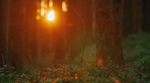 Camera moving across summer pine forest. Sunset light creating beautiful lens Vídeo Stock 66516314