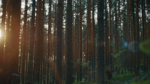 Camera moving across summer pine forest. Sunset light creating beautiful lens Stock Footage 66516393