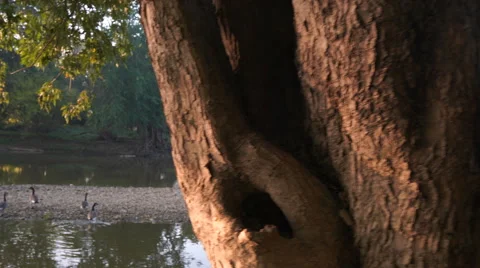 Camera moving across tree at river's edge Stock Footage 55148939