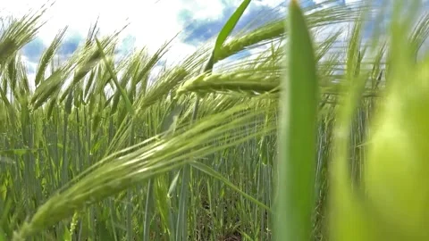 Camera moving in agricultural field through green spikelets of wheat Stock Footage 130405707