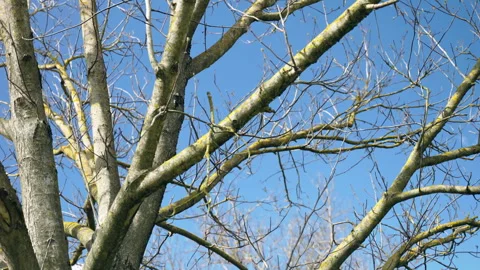 Camera moving up along the bare tree branches against the clear blue sky, high Stock Footage 313124971