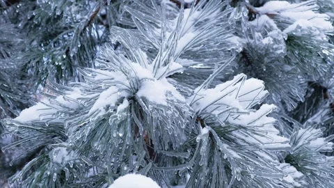 Camera moving up along black pine branches fully covered in ice and snow Stock Footage 327533802