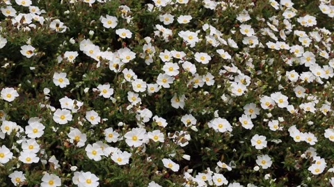 Camera moving along blooming Cistus salviifolius sage leaved rock rose shrub Stock Footage 336339425