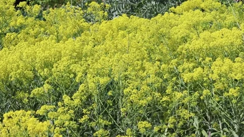 Camera moving along blooming Isatis tinctoria with bees collecting nectar Video stock 336339430