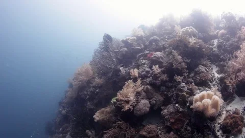 Camera moving along coral reef, Philippines Stock Footage 82630507
