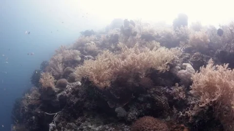 Camera moving along coral reef, Philippines Stock Footage 82630547