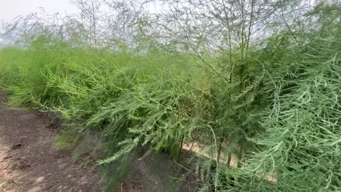 Camera Moving Along Dense Mature Asparagus Foliage in Cultivated Field Stock Footage 340105391