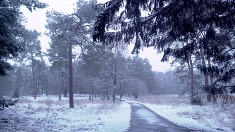 Camera moving along empty road covered in fresh snow in forest Video stock 292924573