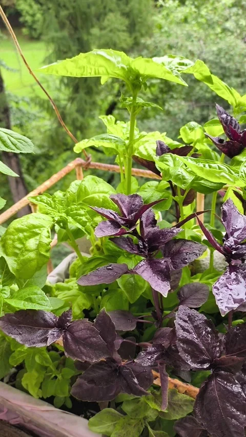 Camera moving along garden bed with basil. Fresh herbs harvesting scene Stock Footage 344422308