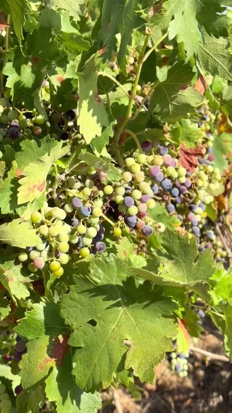 Camera moving along grapevines with ripening grapes in vineyard Stock Footage 340508966