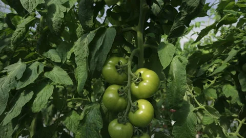 Camera is moving up along green tomatoes growing on a vine in a greenhouse. Stock Footage 195013670