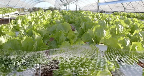Camera moving along hydroponic aisle starting data streaming across lettuce Stock Footage 314736175